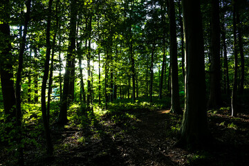 sunlight in the forest