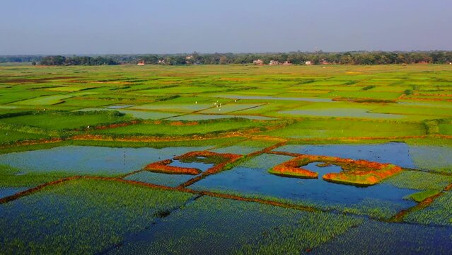 Green Crop field,Nature Plaground,Nature's Canvas Aerial view