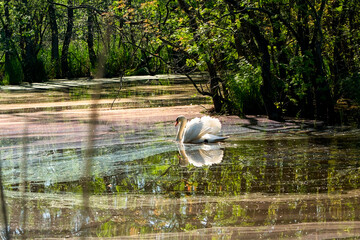 whooper swan photographed in the Punta Alberete nature reserve