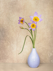Candia tulips in vase, still life. Tulipa saxatilis. - 786383942
