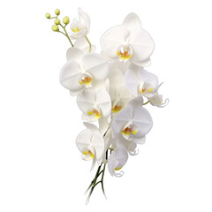 beautiful flower arrangement of white orchid SVG isolated on transparent background