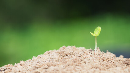 Young plant in the morning light on nature background