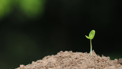 Young plant in the morning light on nature background