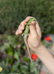 green lizard in children's hands. The child caught an interesting representative of the fauna and...
