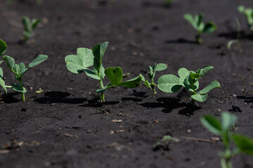 The pea shoots in rows on garden beds in the vegetable field. Cultivation of vegetables. Agriculture. Gardening in the summer house in the spring and summer season.