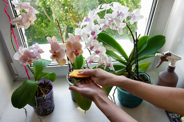 Female hand wipe the dust from the leaves of the orchid flower.