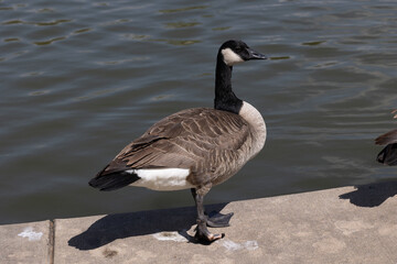 Canadian geese living at tower grove park in st louis mo