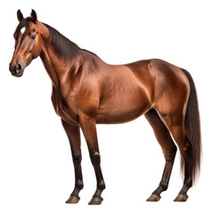 PNG  Horse stallion mammal animal