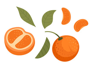 Set of fresh tasty tangerine whole with peel halved and slice with green leaves vector illustration isolated on white background