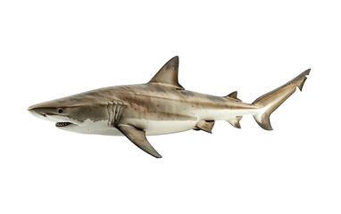 A shark on white background,png