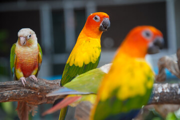 Papagei Vogel rot gelb grün - obrazy, fototapety, plakaty