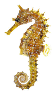 PNG Photo of seahorse invertebrate lobster seafood