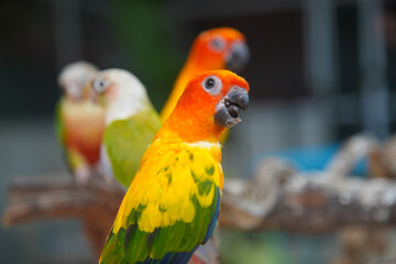 Bunte Vögel Papagei