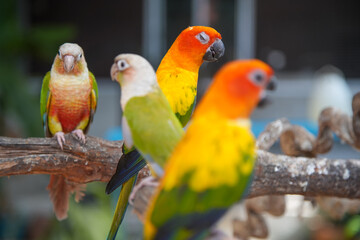 Papagei verschiedene Farben