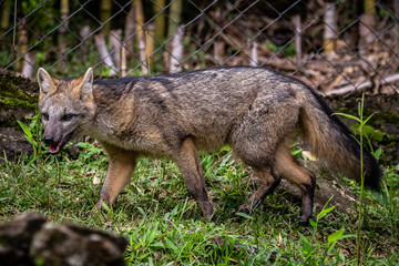 Lycalopex gymnocercus (pampas fox)(graxaim-do-campo)