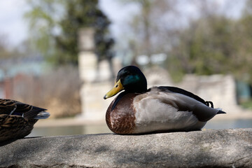 mallard duck swimming in pond at tower grove park