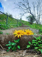 Two sunflowers placed on the steps