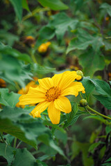 Close up of the yellow sunflowers blooming beautifully in the garden with their green color.