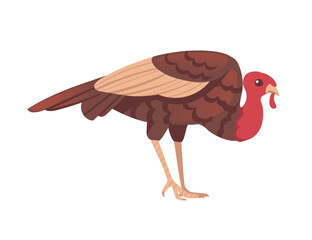 Cute turkey bird cartoon animal design vector illustration isolated on white background