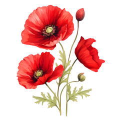 Red Flower Watercolor Illustration PNG, Transparent Background