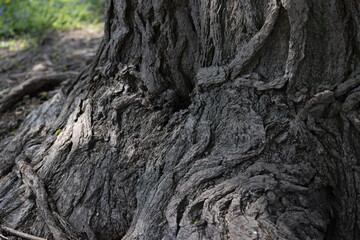 tree trunk morphs at tower grove park