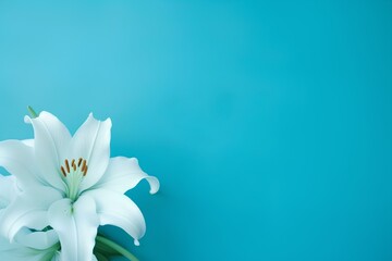 white lily on blue background made by midjourney