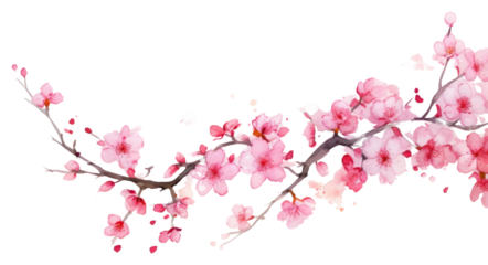 PNG Cherry blossom border flower cherry plant