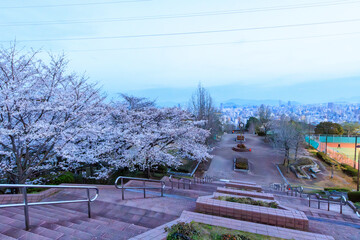 2024年春、桜咲く竜王公園から眺める広島市街風景(広島県広島市)