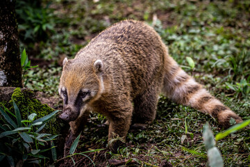 Nasua nasua (south american coati)(ring-tailed coati)(quati)