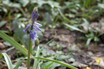 Beautiful bluebell a symbol of humility constancy gratitude and everlasting love