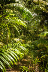 Coastal rainforest, Beautiful green landscape, Vertical photo - 786400790