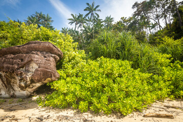 Seaside mangroves and wild coast of Borneo, Landscape, view from the beach to the forest wall