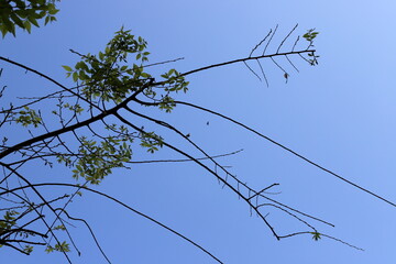 Branch of a tall tree against a background of blue sky.