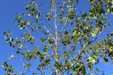 Branch of a tall tree against a background of blue sky.