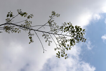 Branch of a tall tree against a background of blue sky.