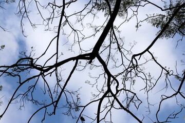 Branch of a tall tree against a background of blue sky.