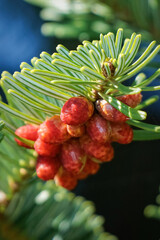 Nordmann Fir - Abies nordmanniana - with orange red staminate cone on branches.