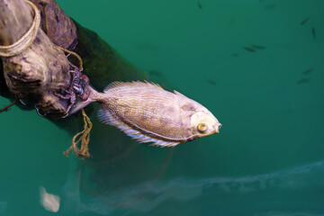 Died fish floating on water surface in the sea