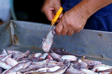 Fish or catfish in the fish market - 786403106