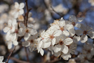 A closeup of some white and pink blossoms