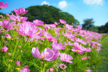 Obraz premium Pink cosmos flowers bloom on a clear day.