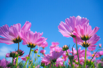 Pink cosmos flowers bloom on a clear day.