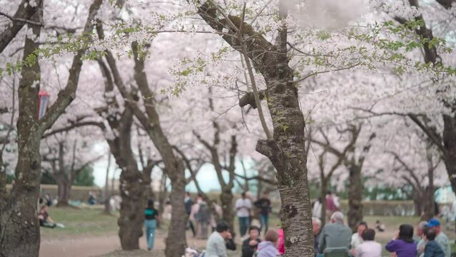 満開の桜と花見をする人々