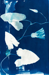 Cyanotypie, Sonnendruck, älteste photografische Druckverfahren von Blättern einer Eiche und eines Farnfedels, blau, weiß