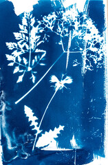 Cyanotypie, Sonnendruck, älteste photografische Druckverfahren von Sommerblumen, blau, weiß