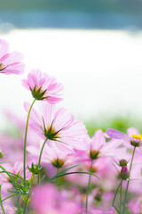 Pink cosmos flowers bloom in the garden on a sunny day.