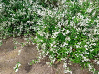 PLANTAS EN FLORACIÓN DURANTE LA PRIMAVERA.