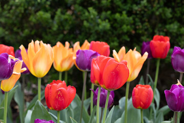 Flowers and tulips growing at tower grove park in St louis mo