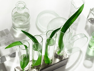 Glass test tubes filled with long green leaves in a stand with glass jars and plates behind on white background.