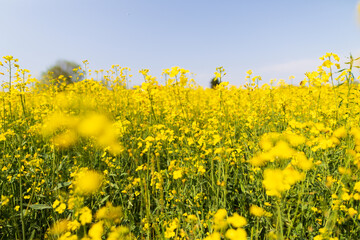 Coltura di brassica napus su un terreno agricolo in primavera